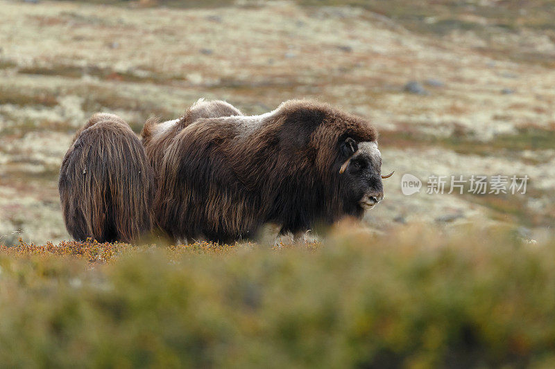 麝牛(Ovibos moschatus)，也拼为麝牛和麝牛站在秋天颜色的挪威Dovrefjell。